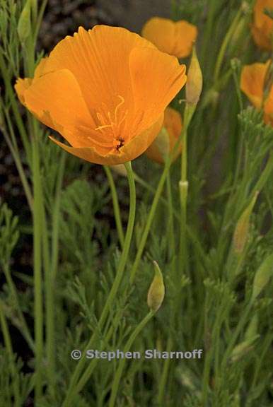 eschscholzia caespitosa 8 graphic